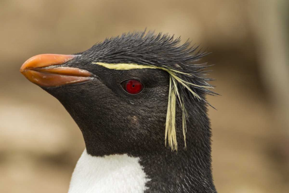 Saunders Island Rockhopper penguin portrait